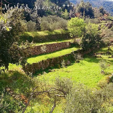 Merlo & Skancija * Dol (Hvar)